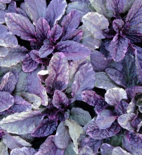 Dąbrówka rozłogowa ‘Burgundy Glow’
