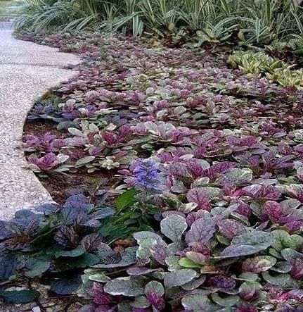 Dąbrówka rozłogowa ‘Burgundy Glow’