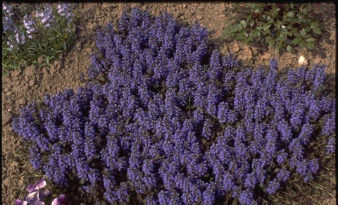 Dąbrówka rozłogowa 'Atropurpurea’