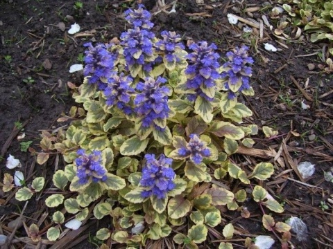 Dąbrówka rozłogowa 'Atropurpurea’