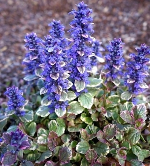 Dąbrówka rozłogowa 'Atropurpurea’