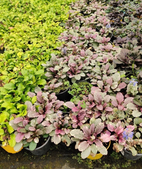 Sadzonki Dąbrówka rozłogowa ‘Burgundy Glow’