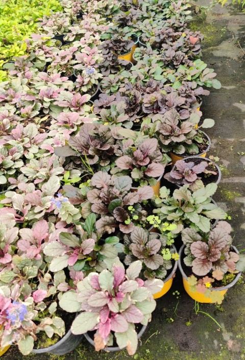 Sadzonki Dąbrówka rozłogowa 'Atropurpurea’