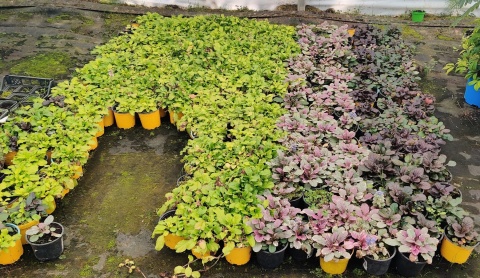 Sadzonki Dąbrówka rozłogowa ‘Golden Glow’, ‘Burgundy Glow’, 'Atropurpurea’