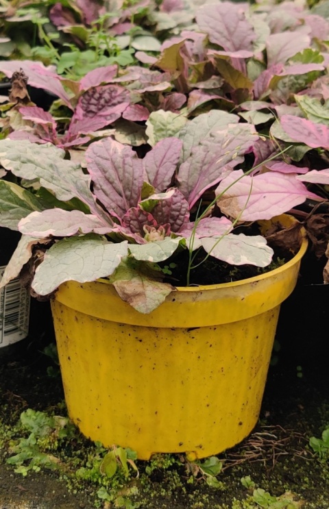 Sadzonki Dąbrówka rozłogowa ‘Burgundy Glow’