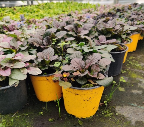 Sadzonki Dąbrówka rozłogowa 'Atropurpurea’