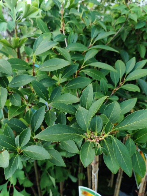 Sadzonki Forsycja