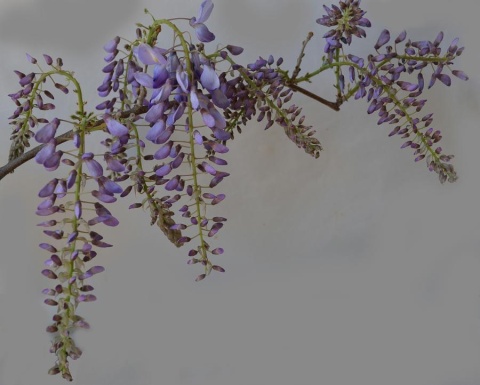Glicynia (Wisteria) chińska 'Prolific'