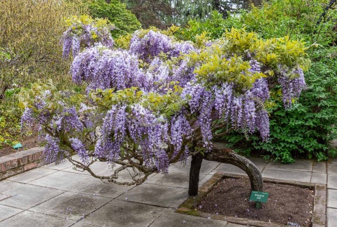 Glicynia (Wisteria) chińska 'Prolific'