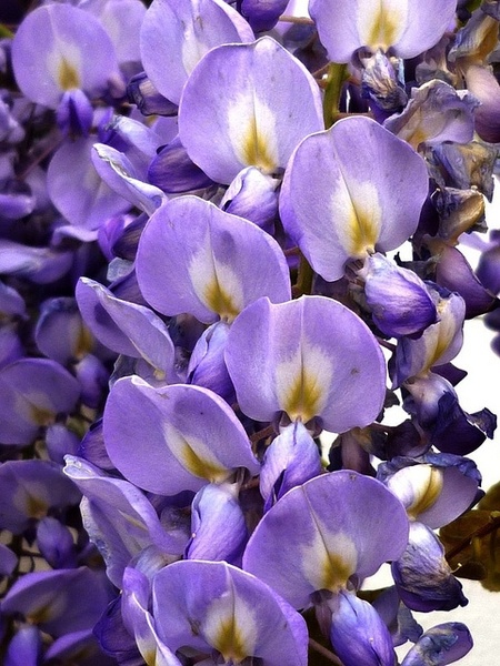 Glicynia (Wisteria) chińska 'Prolific'