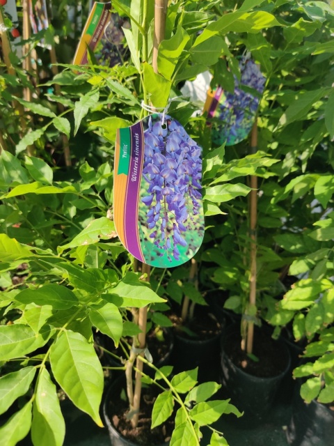 Sadzonki Glicynia (Wisteria) chińska 'Prolific'
