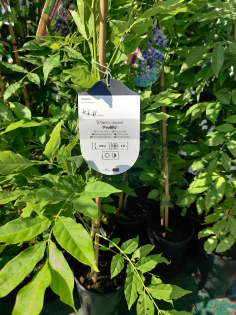 Sadzonki Glicynia (Wisteria) chińska 'Prolific'