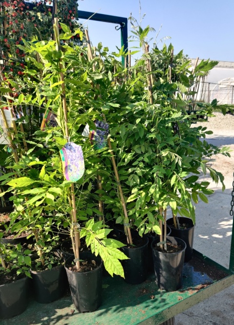 Sadzonki Glicynia (Wisteria) chińska 'Prolific'