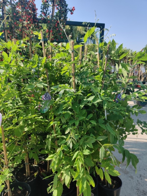 Sadzonki Glicynia (Wisteria) chińska 'Prolific'