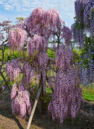 Glicynia (Wisteria) japońska ‘Honbeni’ – odmiana szczepiona