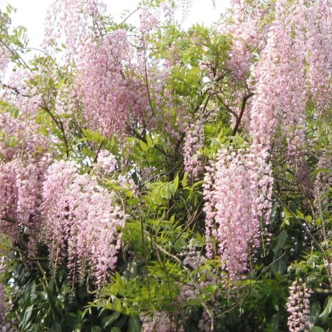 Glicynia japońska ‘Honbeni’ – odmiana szczepiona