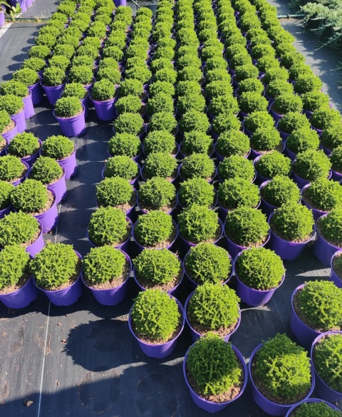 Sadzonki Hebe armstrongii 'Green Globe'