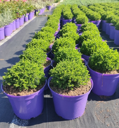 Sadzonki Hebe armstrongii 'Green Globe'