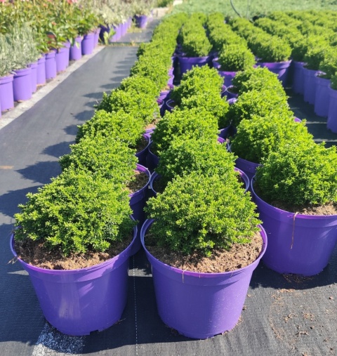 Sadzonki Hebe armstrongii 'Green Globe'