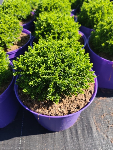 Sadzonki Hebe armstrongii 'Green Globe'