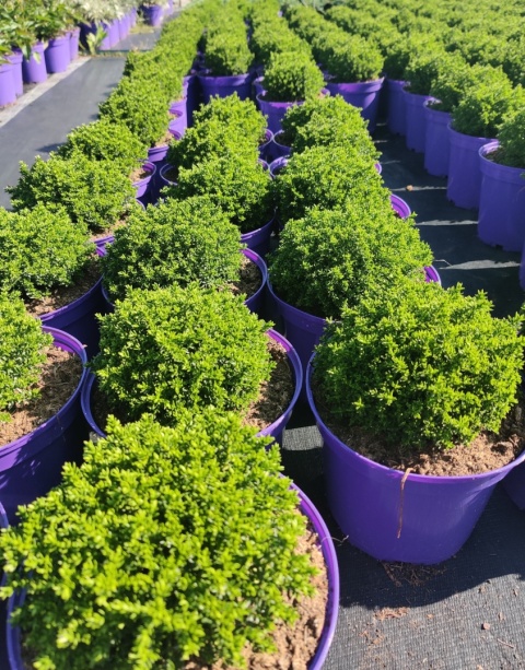 Sadzonki Hebe armstrongii 'Green Globe'