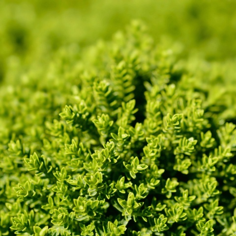 Hebe armstrongii 'Green Globe' Hebe armstrongii 'Green Globe'