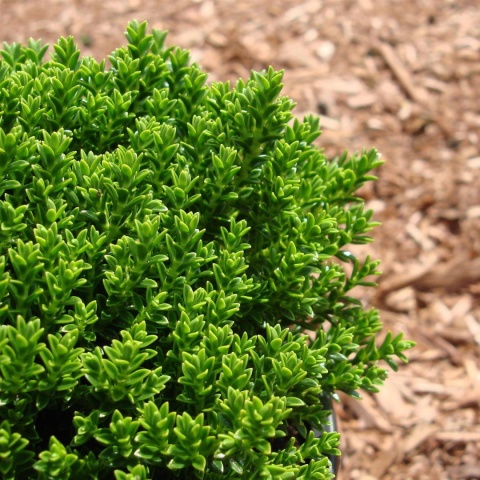 Hebe armstrongii 'Green Globe' Hebe armstrongii 'Green Globe'