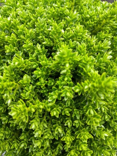 Hebe armstrongii 'Green Globe' Hebe armstrongii 'Green Globe'