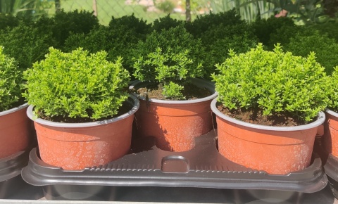 Sadzonki Hebe armstrongii 'Green Globe' Sadzonki Hebe armstrongii 'Green Globe'