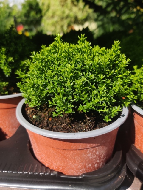 Sadzonki Hebe armstrongii 'Green Globe' Sadzonki Hebe armstrongii 'Green Globe'