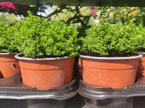 Sadzonki Hebe armstrongii 'Green Globe' Sadzonki Hebe armstrongii 'Green Globe'