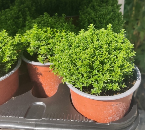 Sadzonki Hebe armstrongii 'Green Globe' Sadzonki Hebe armstrongii 'Green Globe'