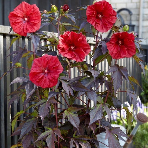 Hibiskus bylinowy 'Red'
