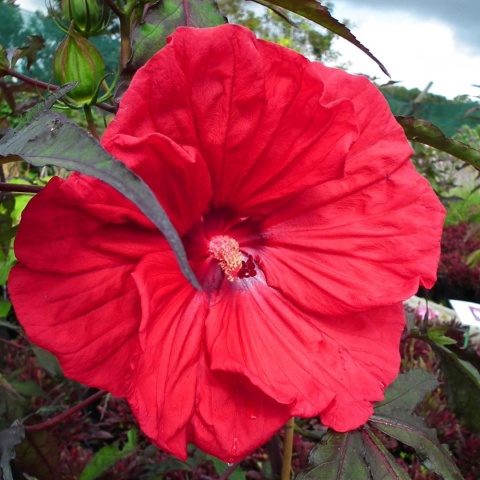 Hibiskus bylinowy 'Red'