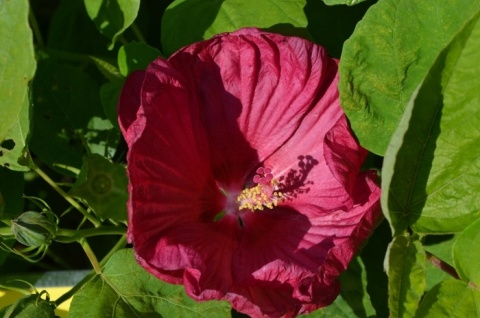 Hibiskus bylinowy 'Red'