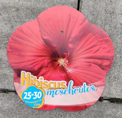 Sadzonki Hibiskus bylinowy 'Red'