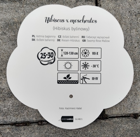 Sadzonki Hibiskus bylinowy 'Red'