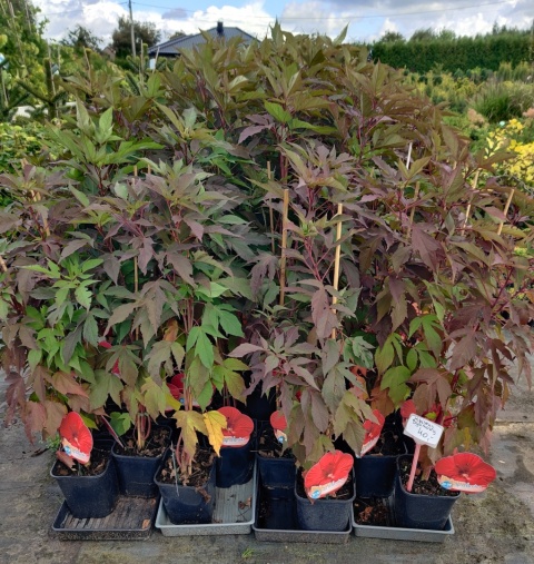 Sadzonki Hibiskus bylinowy 'Red'