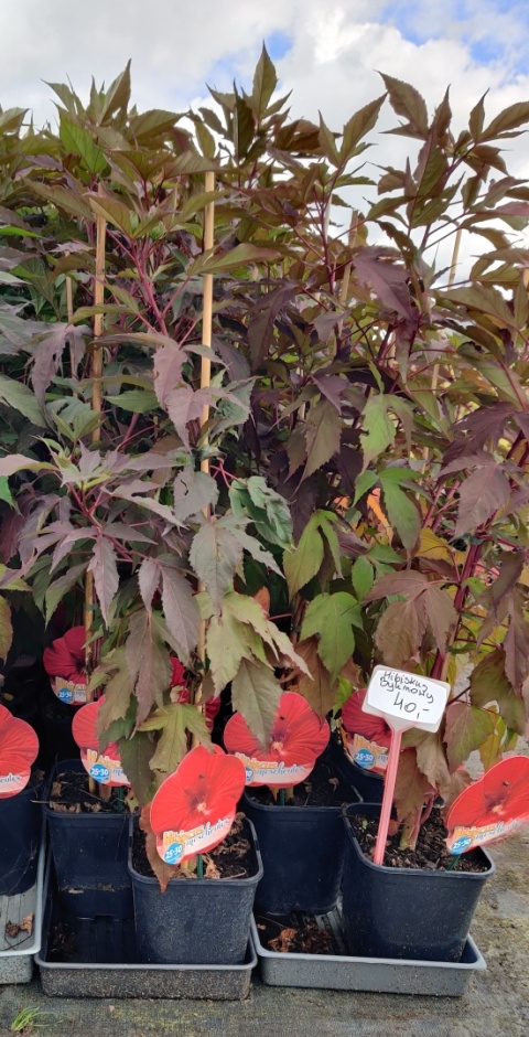 Sadzonki Hibiskus bylinowy 'Red'