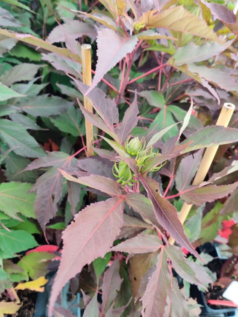 Sadzonki Hibiskus bylinowy 'Red'