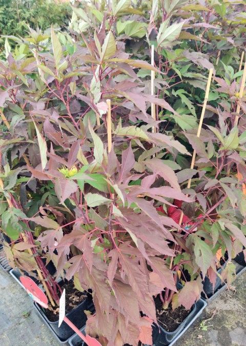 Sadzonki Hibiskus bylinowy 'Red'