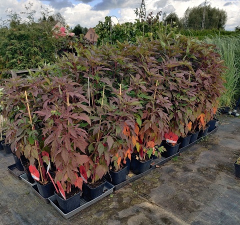 Sadzonki Hibiskus bylinowy 'Red'