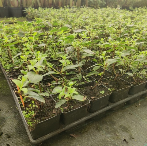Sadzonki Hortensja bukietowa 'Fraise Melba'