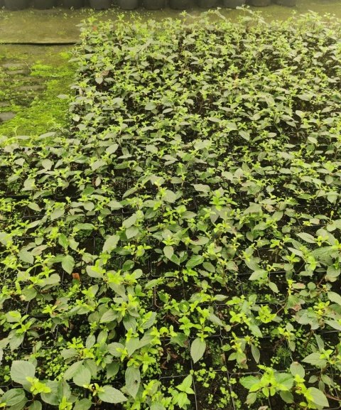 Sadzonki Hortensja bukietowa 'Fraise Melba'