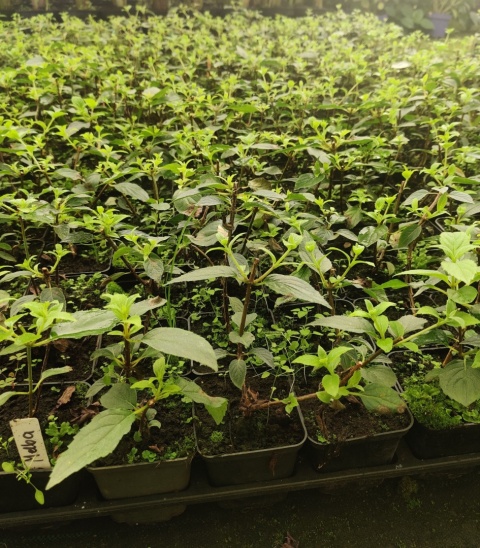 Sadzonki Hortensja bukietowa 'Fraise Melba'
