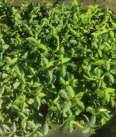 Sadzonki Hortensja bukietowa 'Polar Bear'