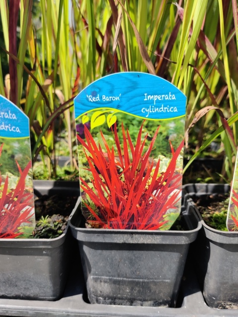 Sadzonki Imperata cylindryczna 'Red Baron'