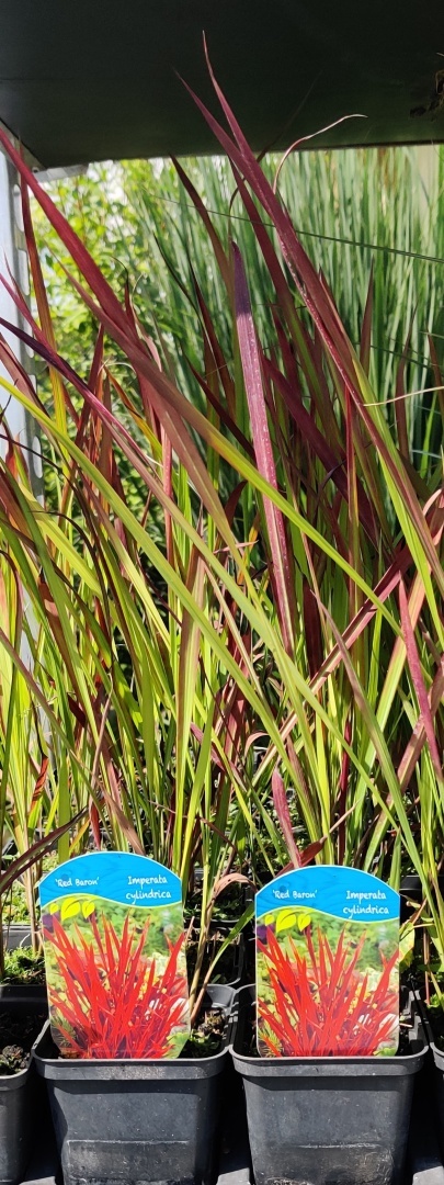 Sadzonki Imperata cylindryczna 'Red Baron'