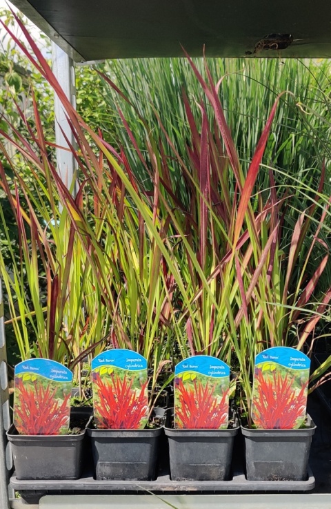 Sadzonki Imperata cylindryczna 'Red Baron'