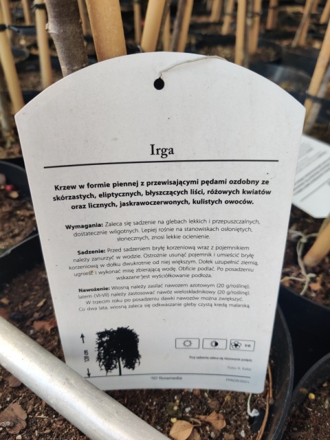 Sadzonki Irga Dammera ‘Major’ szczepiona na pniu